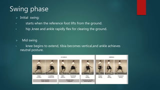 Swing phase
 Initial swing:
• starts when the reference foot lifts from the ground.
• hip ,knee and ankle rapidly flex for clearing the ground.
 Mid swing
• knee begins to extend, tibia becomes vertical,and ankle achieves
neutral posture.
 