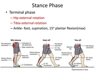 Terminal Rotation Tibia Gait Cycle.pptx