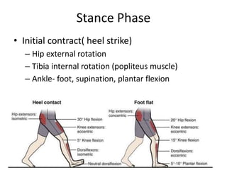 Gait Cycle.pptx