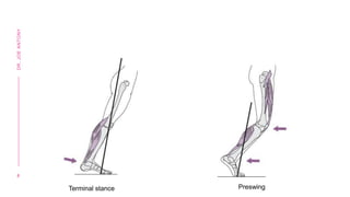 8
DR.
JOE
ANTONY
Terminal stance Preswing
 