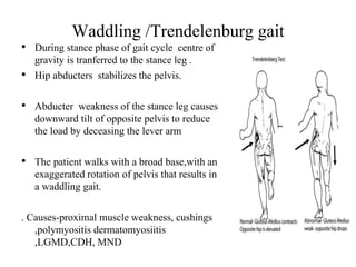 Waddling /Trendelenburg gait
• During stance phase of gait cycle centre of
gravity is tranferred to the stance leg .
• Hip abducters stabilizes the pelvis.
• Abducter weakness of the stance leg causes
downward tilt of opposite pelvis to reduce
the load by deceasing the lever arm
• The patient walks with a broad base,with an
exaggerated rotation of pelvis that results in
a waddling gait.
. Causes-proximal muscle weakness, cushings
,polymyositis dermatomyosiitis
,LGMD,CDH, MND
 