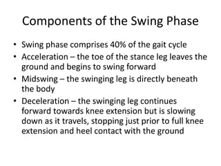 Components of the Swing Phase
• Swing phase comprises 40% of the gait cycle
• Acceleration – the toe of the stance leg leaves the
ground and begins to swing forward
• Midswing – the swinging leg is directly beneath
the body
• Deceleration – the swinging leg continues
forward towards knee extension but is slowing
down as it travels, stopping just prior to full knee
extension and heel contact with the ground
 
