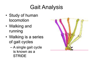 Gait Analysis
• Study of human
locomotion
• Walking and
running
• Walking is a series
of gait cycles
– A single gait cycle
is known as a
STRIDE
 