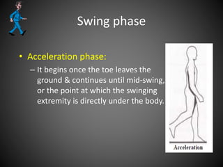 Swing phase
• Acceleration phase:
– It begins once the toe leaves the
ground & continues until mid-swing,
or the point at which the swinging
extremity is directly under the body.
 
