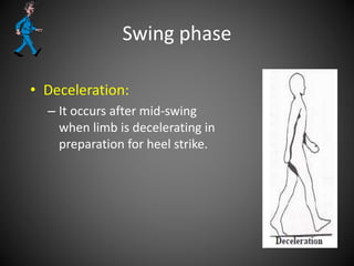 Swing phase
• Deceleration:
– It occurs after mid-swing
when limb is decelerating in
preparation for heel strike.
 