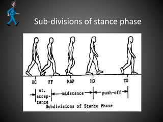 Sub-divisions of stance phase
 