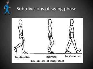 Sub-divisions of swing phase
 