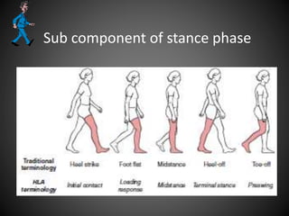 Sub component of stance phase
 