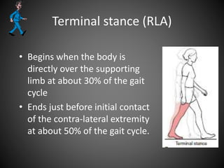Terminal stance (RLA)
• Begins when the body is
directly over the supporting
limb at about 30% of the gait
cycle
• Ends just before initial contact
of the contra-lateral extremity
at about 50% of the gait cycle.
 