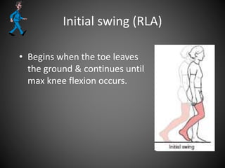 Initial swing (RLA)
• Begins when the toe leaves
the ground & continues until
max knee flexion occurs.
 
