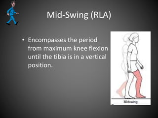 Mid-Swing (RLA)
• Encompasses the period
from maximum knee flexion
until the tibia is in a vertical
position.
 