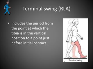 Terminal swing (RLA)
• Includes the period from
the point at which the
tibia is in the vertical
position to a point just
before initial contact.
 