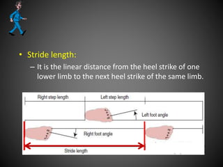 • Stride length:
– It is the linear distance from the heel strike of one
lower limb to the next heel strike of the same limb.
 