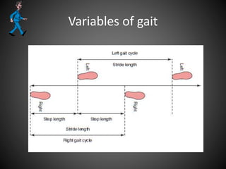 Variables of gait
 