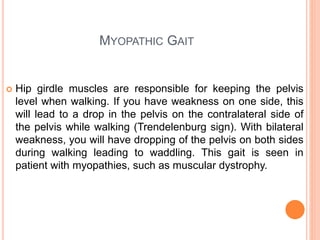 MYOPATHIC GAIT
 Hip girdle muscles are responsible for keeping the pelvis
level when walking. If you have weakness on one side, this
will lead to a drop in the pelvis on the contralateral side of
the pelvis while walking (Trendelenburg sign). With bilateral
weakness, you will have dropping of the pelvis on both sides
during walking leading to waddling. This gait is seen in
patient with myopathies, such as muscular dystrophy.
 