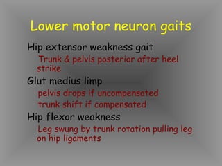 Lower motor neuron gaits
Hip extensor weakness gait
  Trunk & pelvis posterior after heel
  strike
Glut medius limp
  pelvis drops if uncompensated
  trunk shift if compensated
Hip flexor weakness
  Leg swung by trunk rotation pulling leg
  on hip ligaments
 