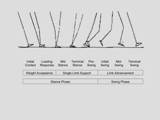Initial    Loading    Mid      Terminal    Pre-   Initial      Mid-   Terminal
Contact    Response   Stance     Stance    Swing   Swing       Swing    Swing

Weight Acceptance       Single Limb Support             Limb Advancement

                 Stance Phase                                Swing Phase
 