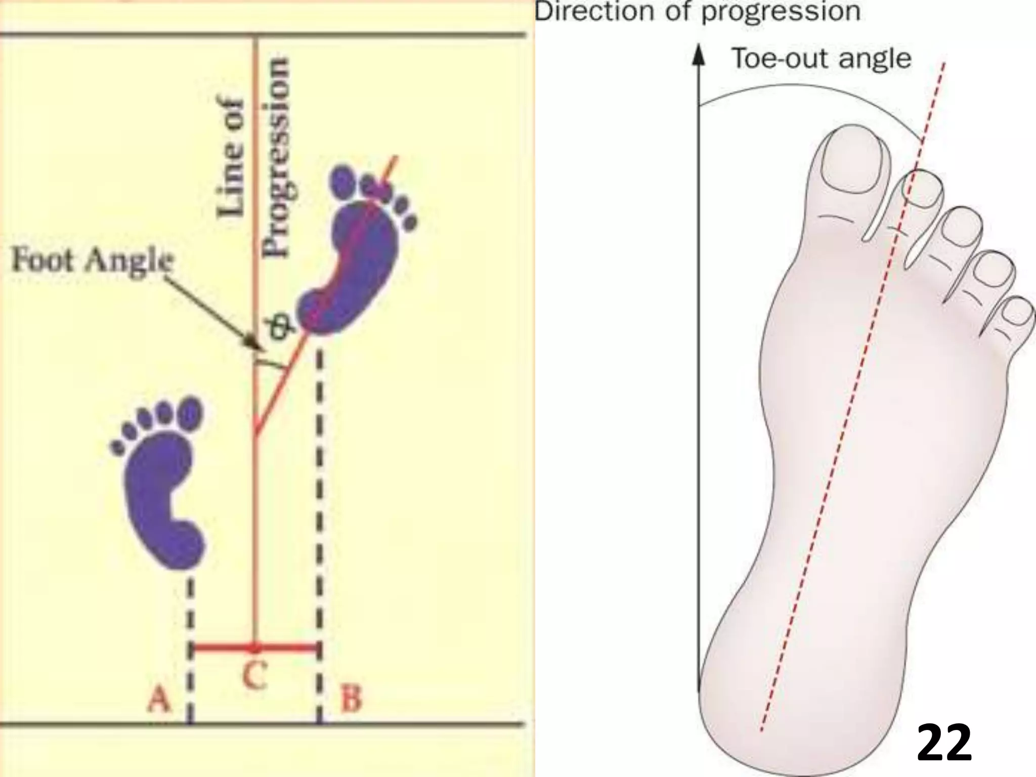 Gait Biomechanics Pptx
