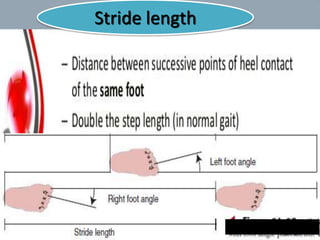 Stride length
19
 