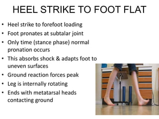 HEEL STRIKE TO FOOT FLAT
• Heel strike to forefoot loading
• Foot pronates at subtalar joint
• Only time (stance phase) normal
pronation occurs
• This absorbs shock & adapts foot to
uneven surfaces
• Ground reaction forces peak
• Leg is internally rotating
• Ends with metatarsal heads
contacting ground
 