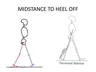 MIDSTANCE TO HEEL OFF
 
