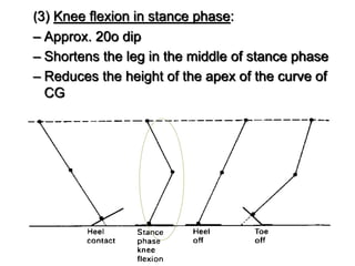 (3) Knee flexion in stance phase:
– Approx. 20o dip
– Shortens the leg in the middle of stance phase
– Reduces the height of the apex of the curve of
CG
 