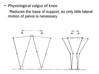 • Physiological valgus of knee
Reduces the base of support, so only little lateral
motion of pelvis is necessary.
 