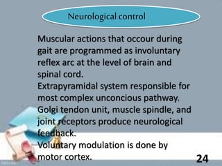 Neurologicalcontrol
Muscular actions that occour during
gait are programmed as involuntary
reflex arc at the level of brain and
spinal cord.
Extrapyramidal system responsible for
most complex unconcious pathway.
Golgi tendon unit, muscle spindle, and
joint receptors produce neurological
feedback.
Voluntary modulation is done by
motor cortex. 24
 