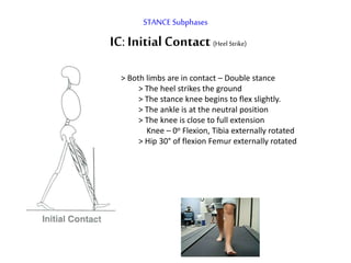 STANCE Subphases
IC: Initial Contact (Heel Strike)
> Both limbs are in contact – Double stance
> The heel strikes the ground
> The stance knee begins to flex slightly.
> The ankle is at the neutral position
> The knee is close to full extension
Knee – 0o Flexion, Tibia externally rotated
> Hip 30° of flexion Femur externally rotated
 