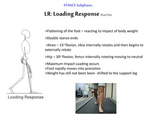 STANCE Subphases
LR: Loading Response (Foot Flat)
>Flattening of the foot – reacting to impact of body weight
>Double stance ends
>Knee – 15o flexion, tibia internally rotates and then begins to
externally rotate
>Hip – 30o flexion, femur internally rotating moving to neutral
>Maximum Impact Loading occurs
>Foot rapidly moves into pronation
>Weight has still not been been shifted to the support leg
 