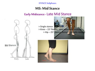 STANCE Subphases
MS: MidStance
Early Midstance- Late Mid Stance
> Single stance
> Knee – 15o flexion, tibia externally rotating
> Hip – 25o flexion, femur internally rotated
 