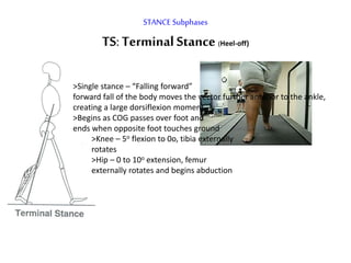 STANCE Subphases
TS:Terminal Stance(Heel-off)
>Single stance – “Falling forward”
forward fall of the body moves the vector further anterior to the ankle,
creating a large dorsiflexion moment
>Begins as COG passes over foot and
ends when opposite foot touches ground
>Knee – 5o flexion to 0o, tibia externally
rotates
>Hip – 0 to 10o extension, femur
externally rotates and begins abduction
 