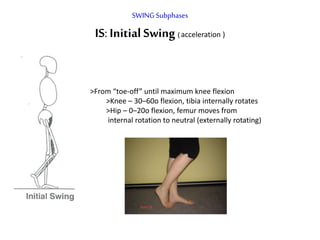 SWING Subphases
IS:Initial Swing( acceleration )
>From “toe-off” until maximum knee flexion
>Knee – 30–60o flexion, tibia internally rotates
>Hip – 0–20o flexion, femur moves from
internal rotation to neutral (externally rotating)
 