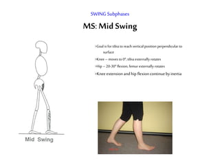 SWING Subphases
MS:Mid Swing
>Goal is fortibia toreach vertical position perpendicular to
surface
>Knee – moves to0o, tibia externally rotates
>Hip –20-30o flexion, femur externally rotates
>Kneeextension and hip flexion continueby inertia
 
