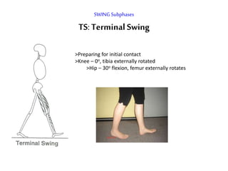 SWING Subphases
TS:Terminal Swing
>Preparing for initial contact
>Knee – 0o, tibia externally rotated
>Hip – 30o flexion, femur externally rotates
 