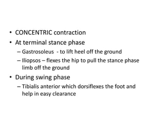 • CONCENTRIC contraction
• At terminal stance phase
– Gastrosoleus - to lift heel off the ground
– Iliopsos – flexes the hip to pull the stance phase
limb off the ground
• During swing phase
– Tibialis anterior which dorsiflexes the foot and
help in easy clearance
 