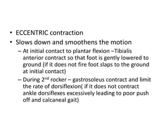 • ECCENTRIC contraction
• Slows down and smoothens the motion
– At initial contact to plantar flexion –Tibialis
anterior contract so that foot is gently lowered to
ground (if it does not fire foot slaps to the ground
at initial contact)
– During 2nd rocker – gastrosoleus contract and limit
the rate of dorsiflexion( if it does not contract
ankle dorsiflexes excessively leading to poor push
off and calcaneal gait)
 