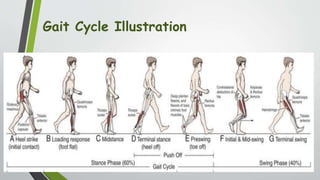 Gait Cycle Illustration
 