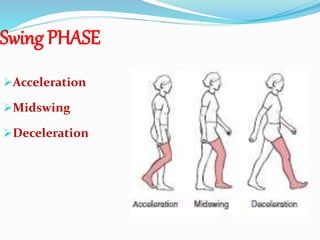 Swing PHASE
Acceleration
Midswing
Deceleration
 