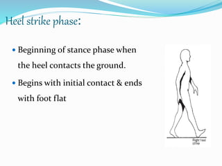 Heel strike phase:
 Beginning of stance phase when
the heel contacts the ground.
 Begins with initial contact & ends
with foot flat
 