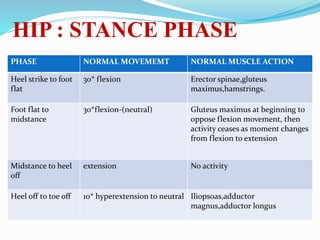HIP : STANCE PHASE
PHASE NORMAL MOVEMEMT NORMAL MUSCLE ACTION
Heel strike to foot
flat
30* flexion Erector spinae,gluteus
maximus,hamstrings.
Foot flat to
midstance
30*flexion-(neutral) Gluteus maximus at beginning to
oppose flexion movement, then
activity ceases as moment changes
from flexion to extension
Midstance to heel
off
extension No activity
Heel off to toe off 10* hyperextension to neutral Iliopsoas,adductor
magnus,adductor longus
 