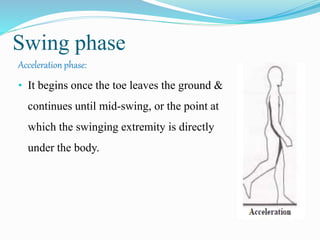 Swing phase
Acceleration phase:
• It begins once the toe leaves the ground &
continues until mid-swing, or the point at
which the swinging extremity is directly
under the body.
 