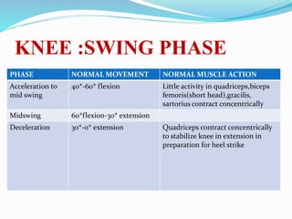 KNEE :SWING PHASE
PHASE NORMAL MOVEMENT NORMAL MUSCLE ACTION
Acceleration to
mid swing
40*-60* flexion Little activity in quadriceps,biceps
femoris(short head),gracilis,
sartorius contract concentrically
Midswing 60*flexion-30* extension
Deceleration 30*-0* extension Quadriceps contract concentrically
to stabilize knee in extension in
preparation for heel strike
 