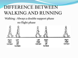 DIFFERENCE BETWEEN
WALKING AND RUNNING
Walking : Always a double support phase
no flight phase
 