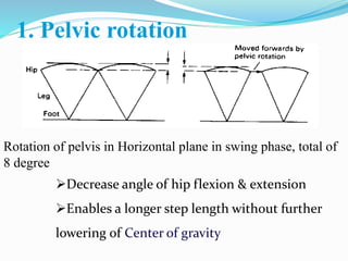 1. Pelvic rotation
Rotation of pelvis in Horizontal plane in swing phase, total of
8 degree
Decrease angle of hip flexion & extension
Enables a longer step length without further
lowering of Center of gravity
 