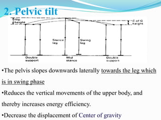 2. Pelvic tilt
•The pelvis slopes downwards laterally towards the leg which
is in swing phase
•Reduces the vertical movements of the upper body, and
thereby increases energy efficiency.
•Decrease the displacement of Center of gravity
 