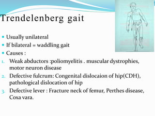 Trendelenberg gait
 Usually unilateral
 If bilateral = waddling gait
 Causes :
1. Weak abductors :poliomyelitis . muscular dystrophies,
motor neuron disease
2. Defective fulcrum: Congenital dislocaion of hip(CDH),
pathological dislocation of hip
3. Defective lever : Fracture neck of femur, Perthes disease,
Coxa vara.
 