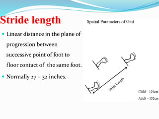 Stride length
 Linear distance in the plane of
progression between
successive point of foot to
floor contact of the same foot.
 Normally 27 – 32 inches.
 