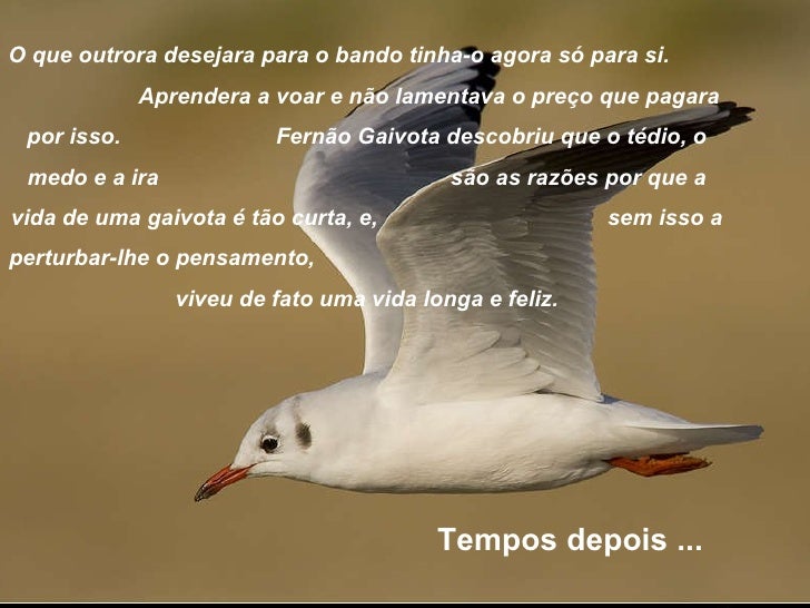 fernão capelo gaivota ingles fernão capelo gaivota ingles