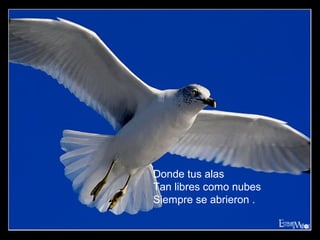 Donde tus alas
Tan libres como nubes
Siempre se abrieron .
 